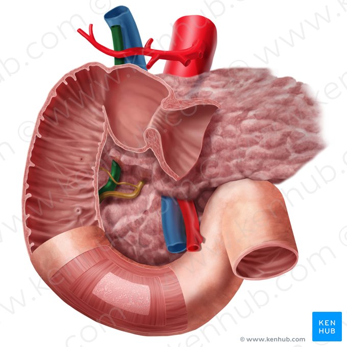 Bile duct (Ductus biliaris); Image: Begoña Rodriguez