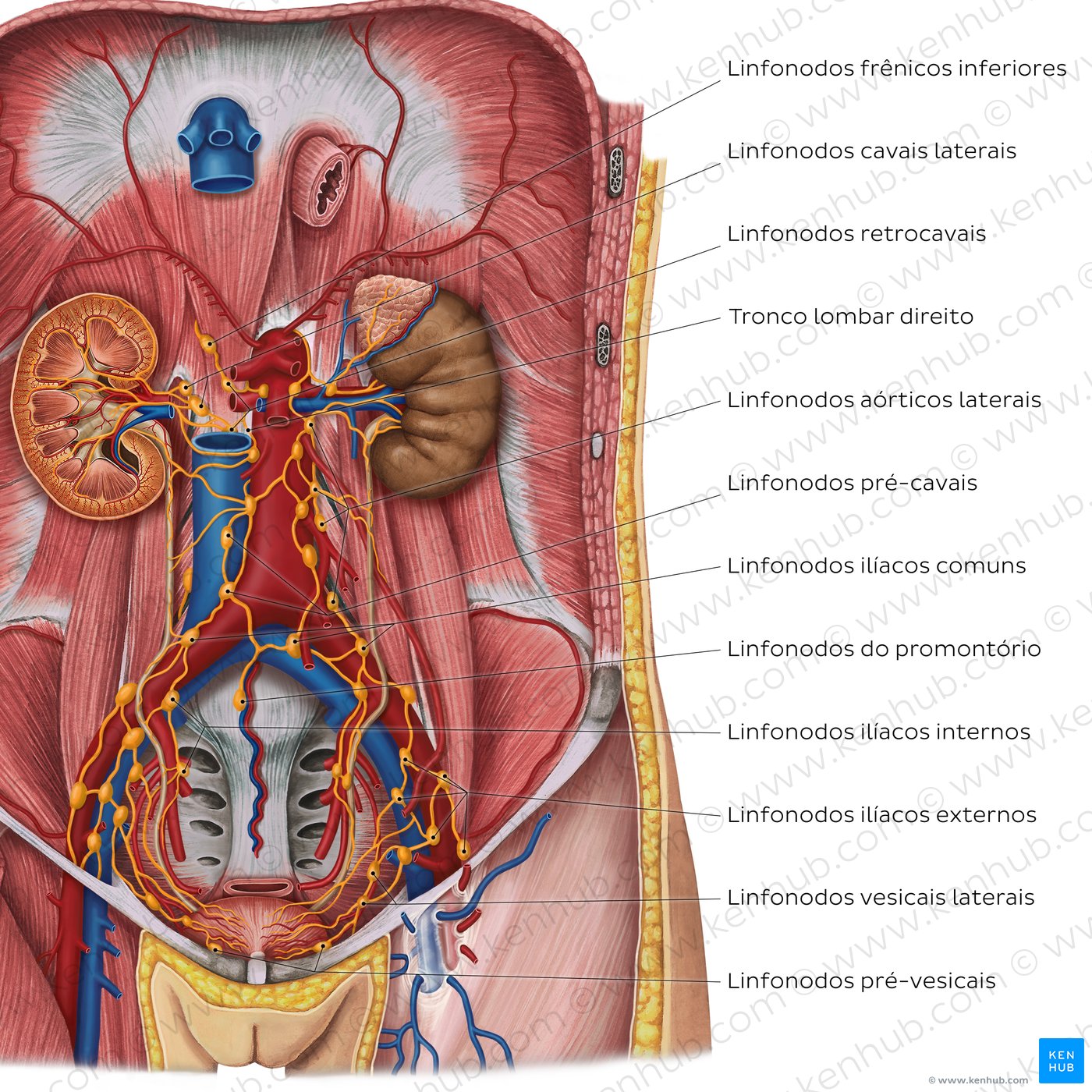 Linfonodos dos órgãos urinários - vista anterior