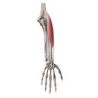Radial muscles of the forearm