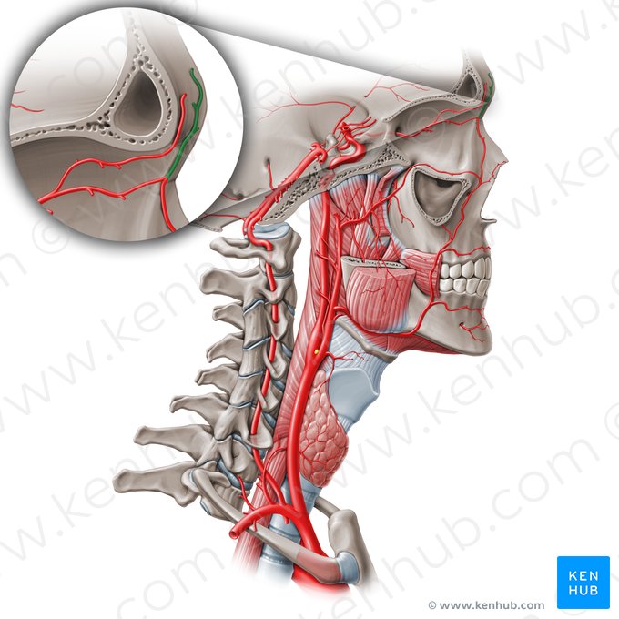 Arteria frontal (Arteria supratrochlearis); Imagen: Paul Kim