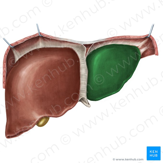 Lóbulo izquierdo del hígado (Lobus sinister hepatis); Imagen: Irina Münstermann