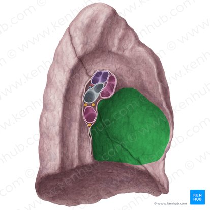 Impressio cardiaca pulmonis sinistri (Herzabdruck der linken Lunge); Bild: Yousun Koh