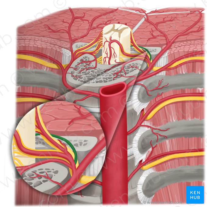 Arteria prelaminar (Arteria prelaminaris); Imagen: Rebecca Betts