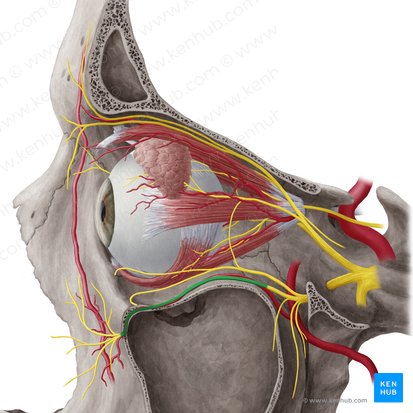 Infraorbital nerve (Nervus infraorbitalis); Image: Yousun Koh