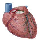 Vascularización del corazón