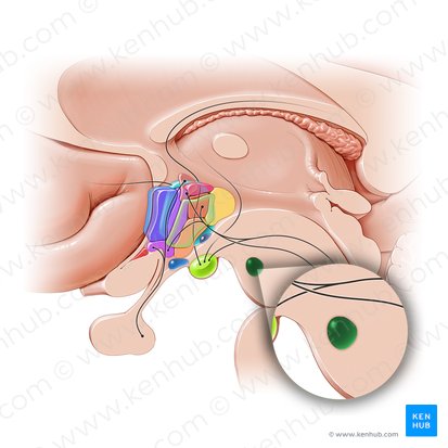 Núcleo rojo (Nucleus ruber); Imagen: Paul Kim