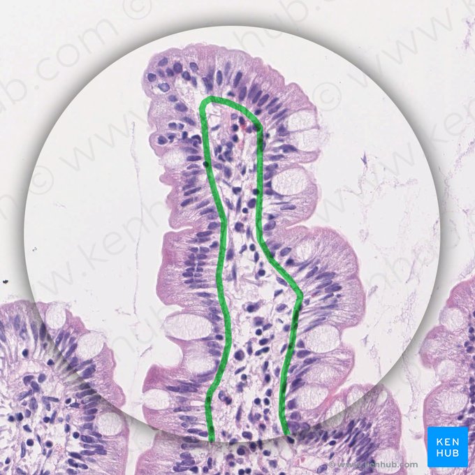 Membrana basal (Membrana basalis); Imagen: 