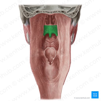 Soft palate (Palatum molle); Image: Yousun Koh