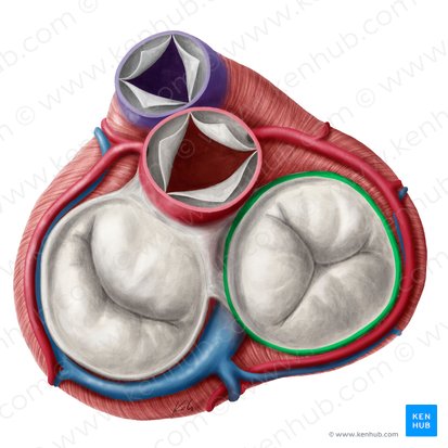 Anulus fibrosus valvae atrioventricularis dextrae (Faserring der rechten Atrioventrikularklappe); Bild: Yousun Koh