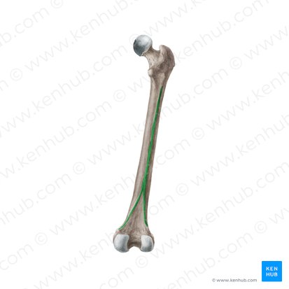 Linea aspera ossis femoris (Raue Linie des Oberschenkelknochens); Bild: Liene Znotina