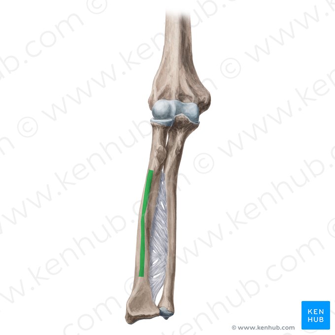 Anterior border of radius (Margo anterior radii); Image: Yousun Koh