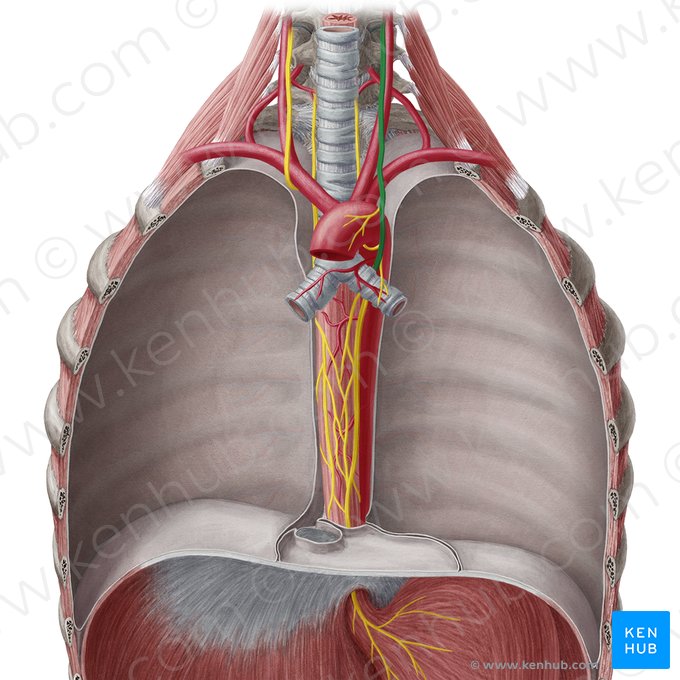 Left vagus nerve (Nervus vagus sinister); Image: Yousun Koh