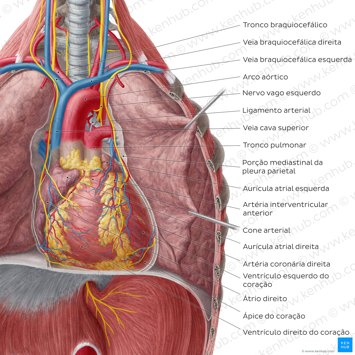 Visão geral do coração in situ - vista ventral