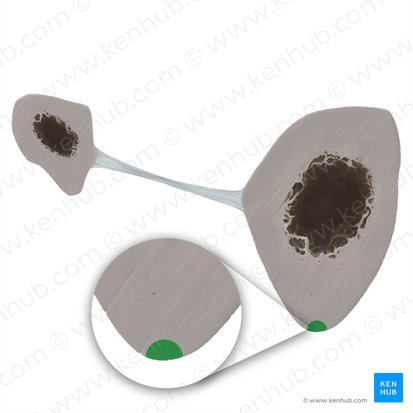 Borda anterior da tíbia (Margo anterior tibiae); Imagem: Tal Bavli Ziv
