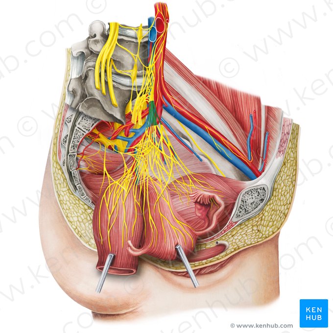 Left hypogastric nerve (Nervus hypogastricus sinister); Image: Irina Münstermann