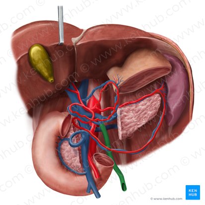 Vena mesentérica inferior (Vena mesenterica inferior); Imagen: Begoña Rodriguez