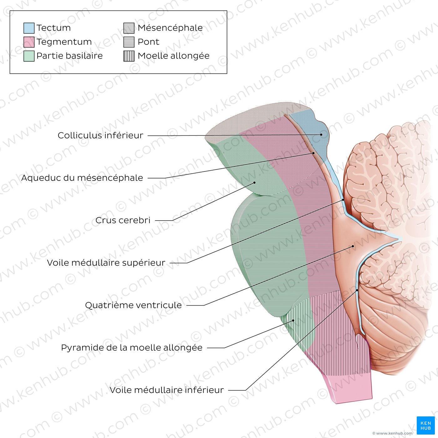 Brainstem tectum and tegmentum