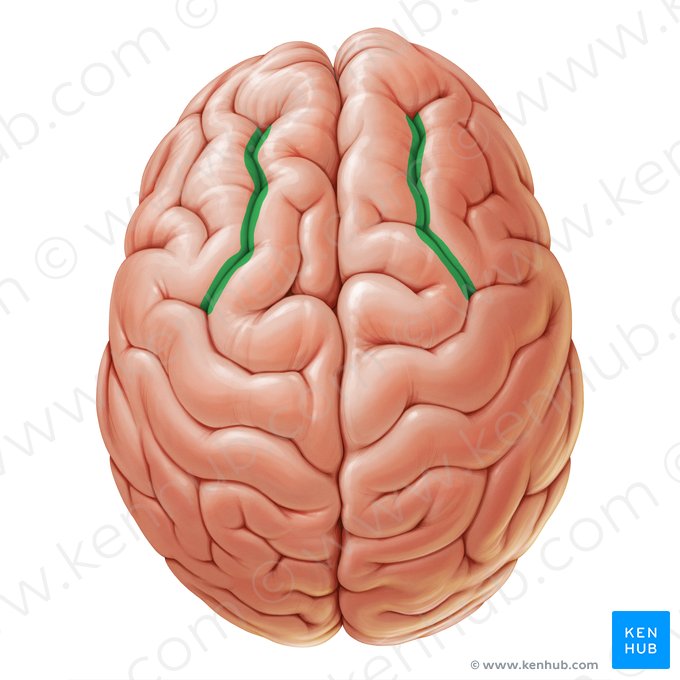 Surco frontal superior (Sulcus frontalis superior); Imagen: Paul Kim