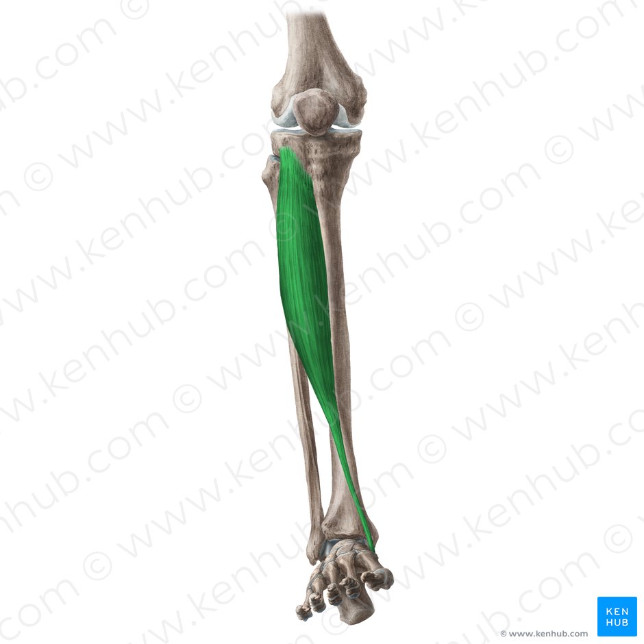 Músculo tibial anterior (Musculus tibialis anterior); Imagen: Liene Znotina