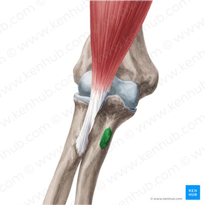 Tuberosity of ulna (Tuberositas ulnae); Image: Yousun Koh