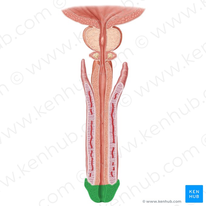 Glande del pene (Glans penis); Imagen: Samantha Zimmerman