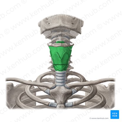 Laringe (Larynx); Imagen: Yousun Koh