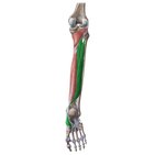 Muscle tibial postérieur
