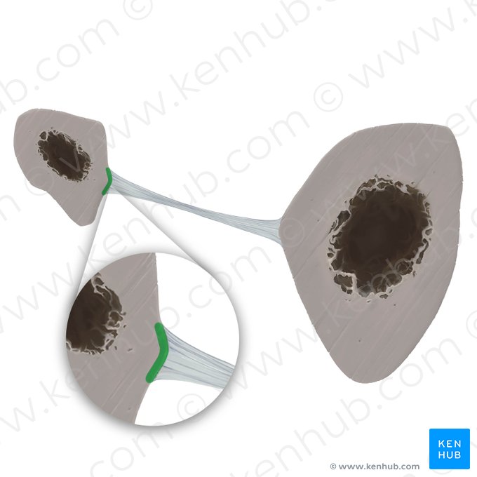 Crista interóssea da fíbula (Crista interossea fibulae); Imagem: Tal Bavli Ziv