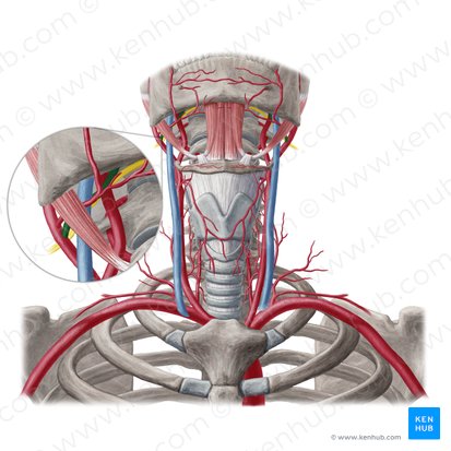 Lingual artery (Arteria lingualis); Image: Yousun Koh