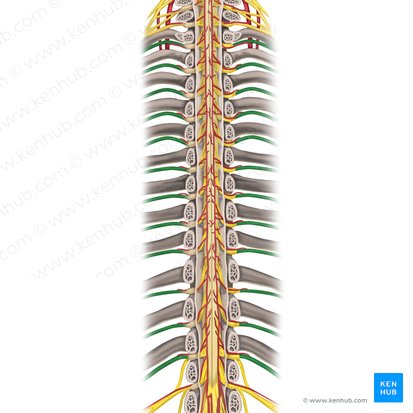 Nervios espinales T1 - T12 (Nervi spinales T1-T12); Imagen: Rebecca Betts