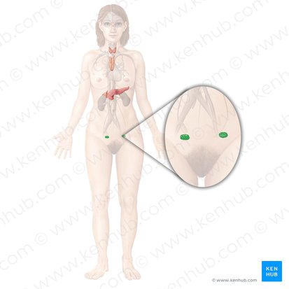 Ovary (Ovarium); Image: Begoña Rodriguez