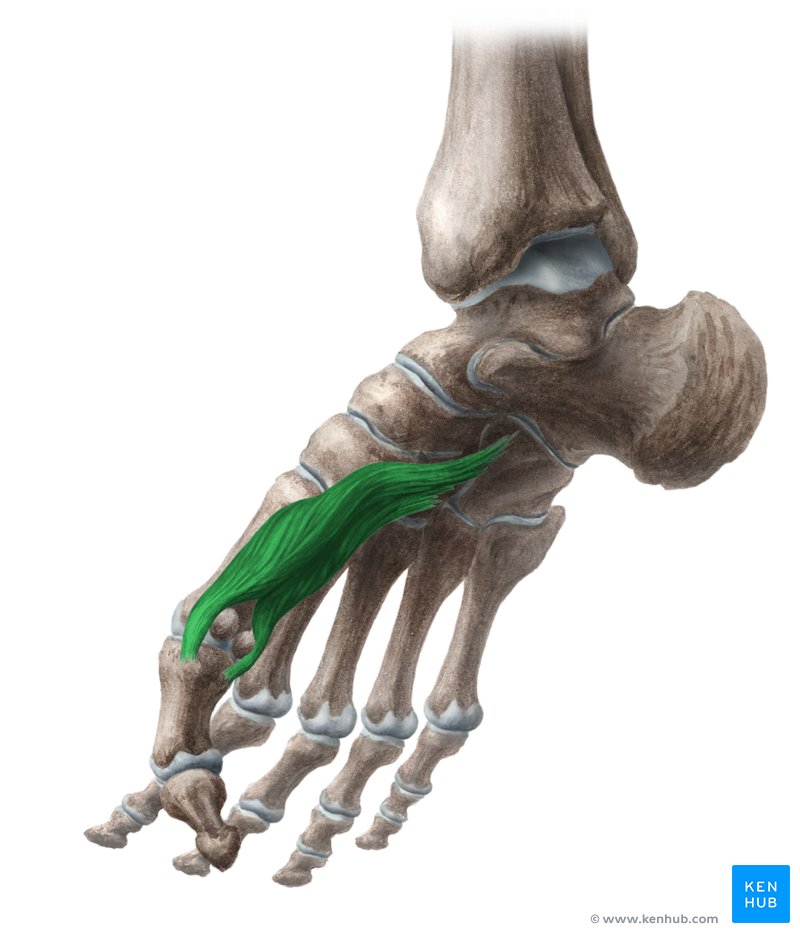 Flexor hallucis brevis muscle (Musculus flexor hallucis brevis)