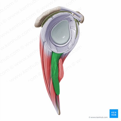 Long head of triceps brachii muscle (Caput longum musculi tricipitis brachii); Image: Paul Kim