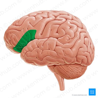 Corteza prefrontal ventrolateral (Cortex prefrontalis ventrolateralis); Imagen: Paul Kim