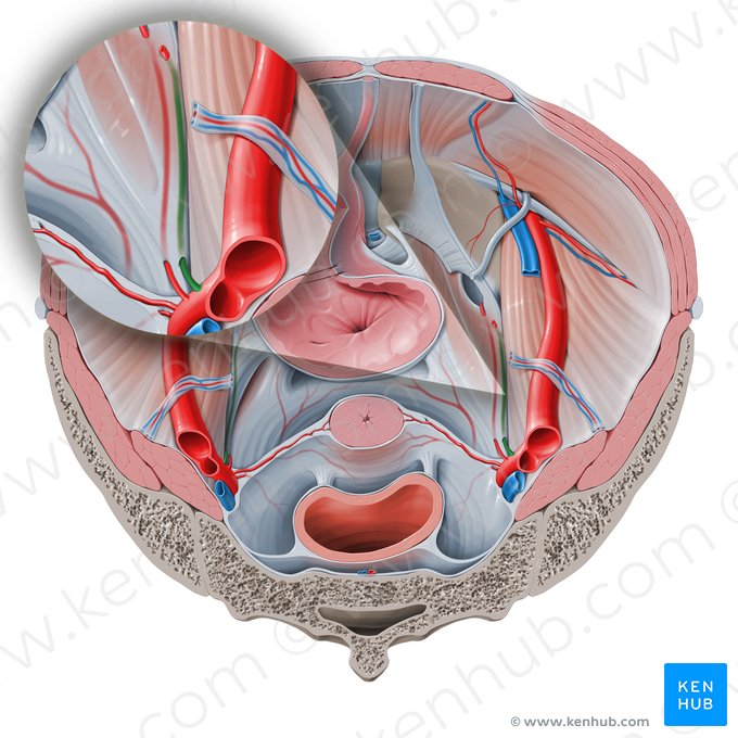 Artéria umbilical (Arteria umbilicalis); Imagem: Paul Kim