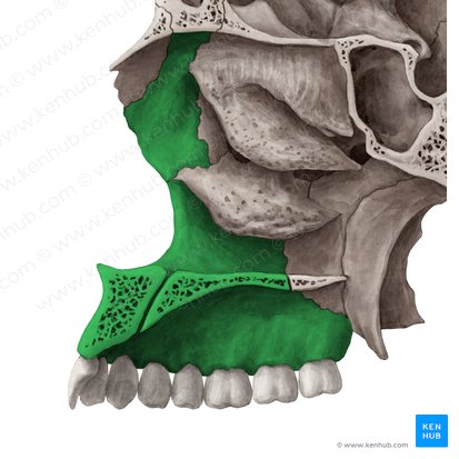 Hueso maxilar (Maxilla); Imagen: Yousun Koh