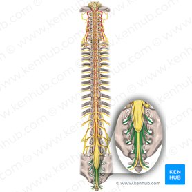 Nervos espinais S1-S5 (Nervi spinales S1-S5); Imagem: Rebecca Betts