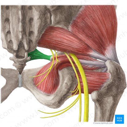 Sacrospinous ligament (Ligamentum sacrospinale); Image: Liene Znotina