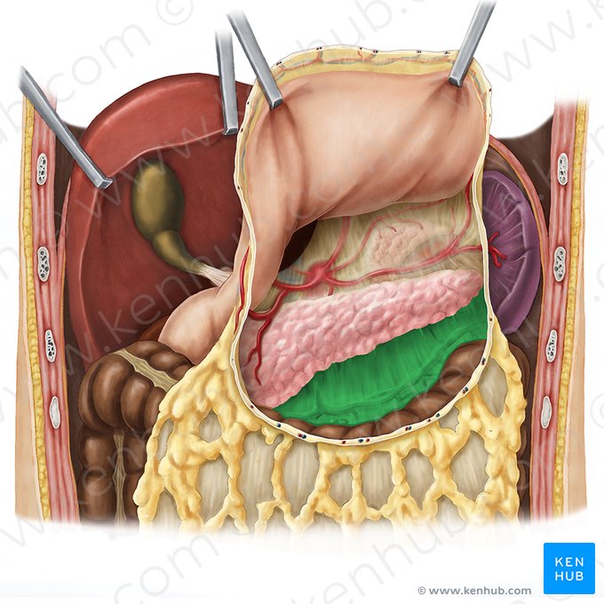 Mesocolon transverso (Mesocolon transversum); Imagen: Esther Gollan