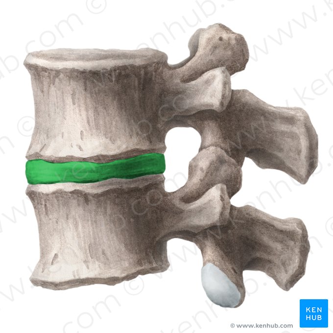 Disco intervertebral (Discus intervertebralis); Imagen: Liene Znotina