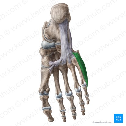 Musculus opponens digiti minimi pedis (Kleinzehengegensteller); Bild: Liene Znotina