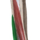 Fibularis brevis muscle