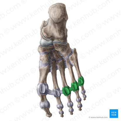 Ligaments of 3rd - 5th metatarsophalangeal joints (Ligamenta articulationum metatarsophalangearum 3-5); Image: Liene Znotina