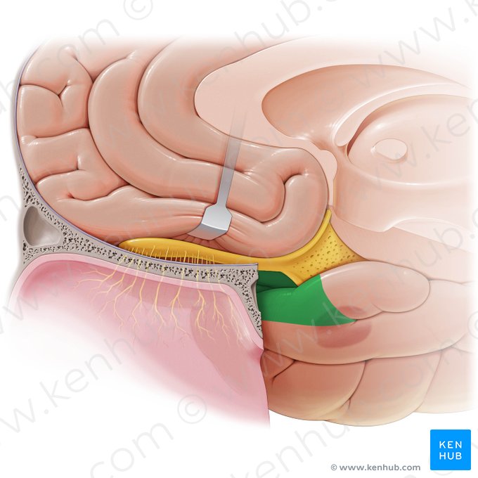 Cortex piriformis (Piriformer Kortex); Bild: Paul Kim