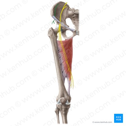 Nervus cutaneus lateralis femoris (Seitlicher Hautnerv des Oberschenkels); Bild: Liene Znotina