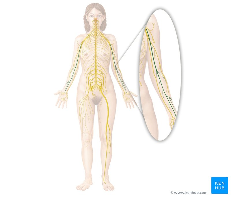 Median nerve: Anatomy, origin, branches, course