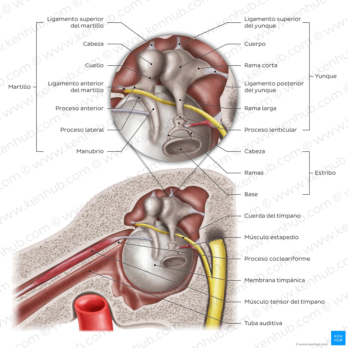 Anatomía del oído medio: Sección sagital