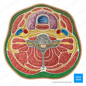 Investing layer of cervical fascia john paulson michael burry investing