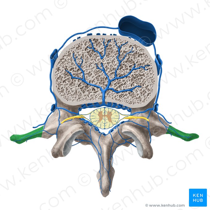 Processo transverso da vértebra (Processus transversus vertebrae); Imagem: Paul Kim