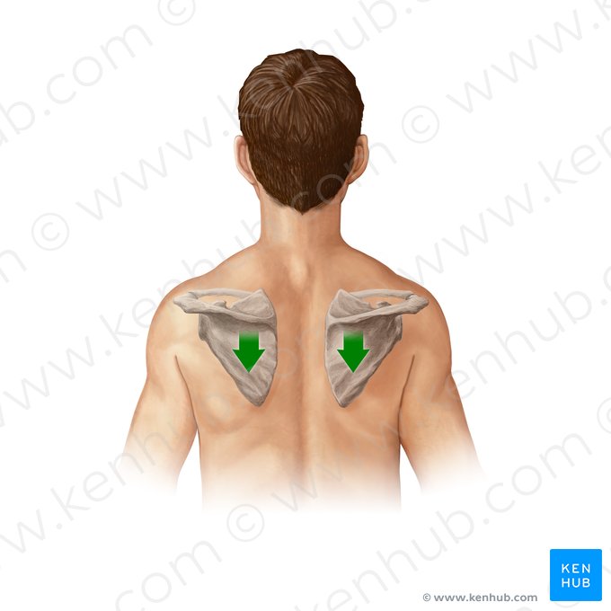 Depression of scapula (Depressio scapulae); Image: Paul Kim